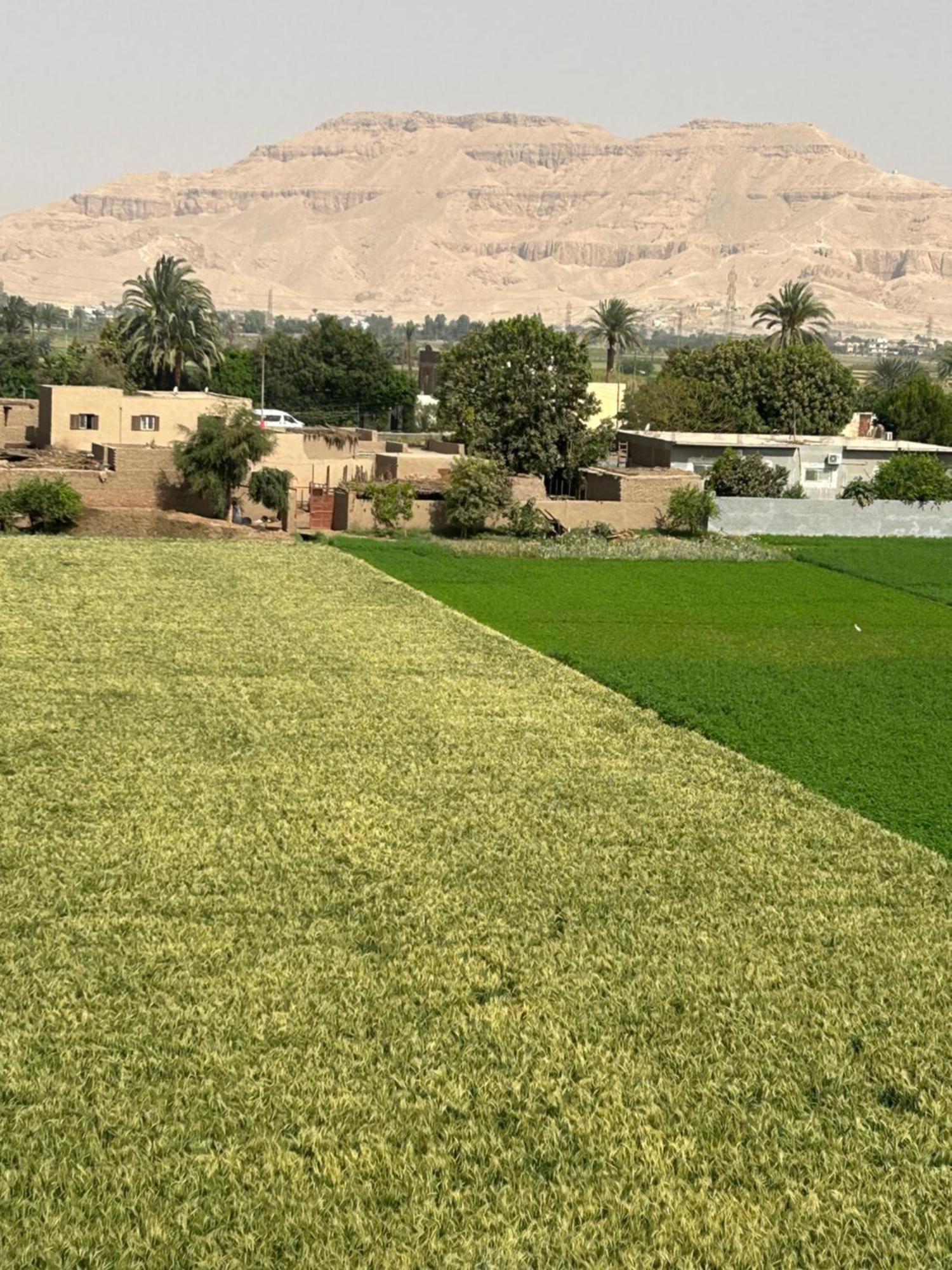 Lemon Tree Apartments Luxor Lel Agalta Kültér fotó