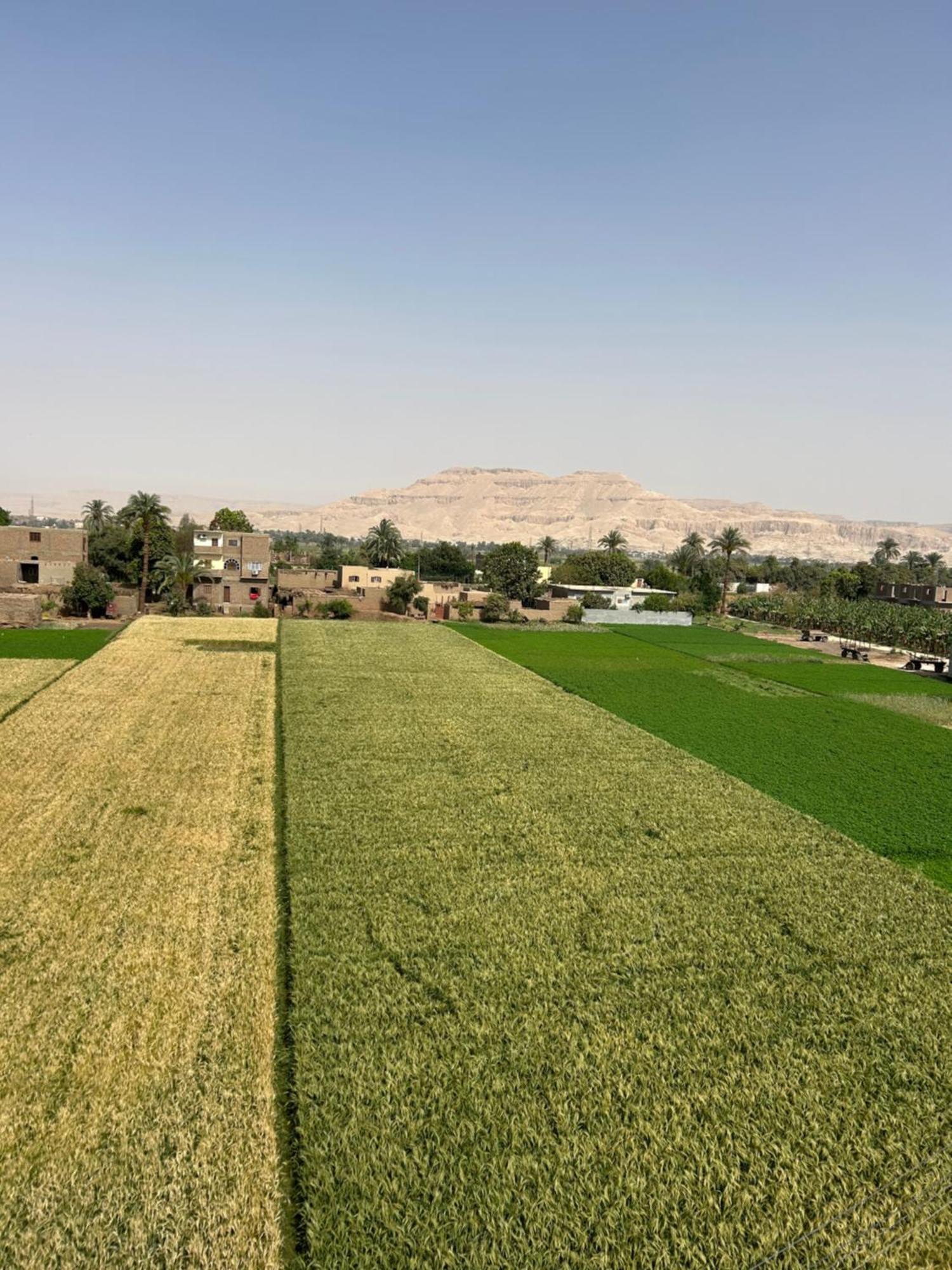 Lemon Tree Apartments Luxor Lel Agalta Kültér fotó