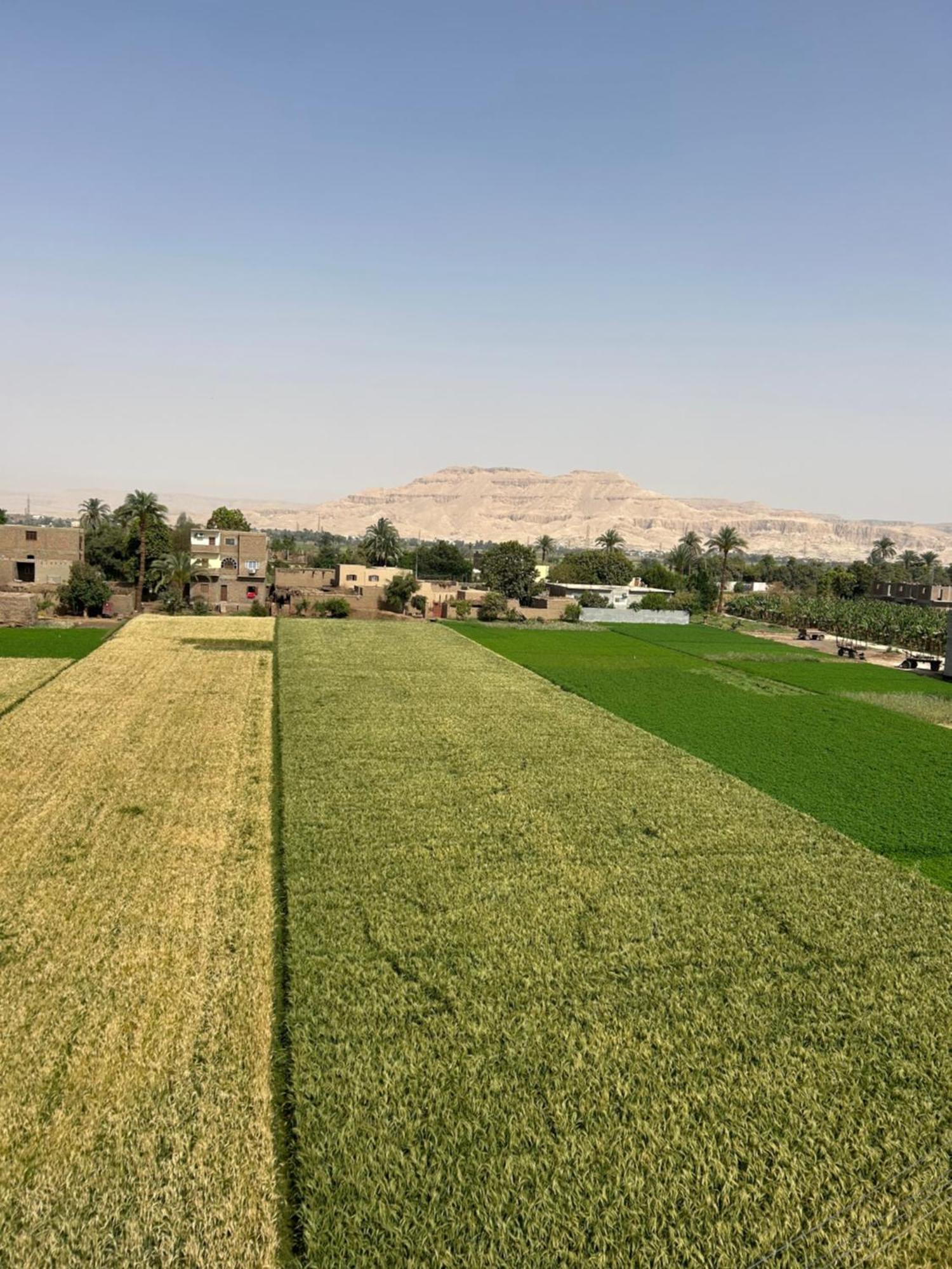 Lemon Tree Apartments Luxor Lel Agalta Kültér fotó